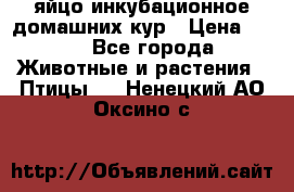 яйцо инкубационное домашних кур › Цена ­ 25 - Все города Животные и растения » Птицы   . Ненецкий АО,Оксино с.